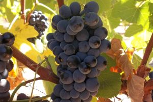 Drought tolerance of different scion cultivars Part 4