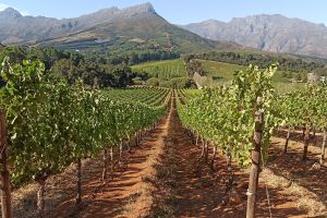 How vine water stress shapes grape wine quality
