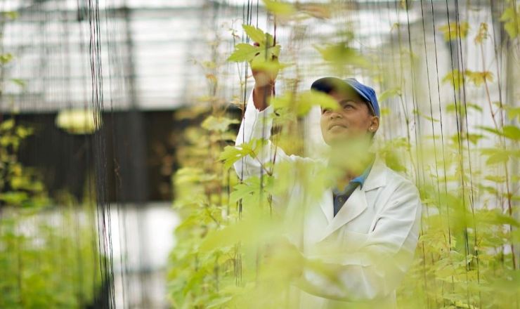 Cultivating new grape varieties in the tunnels of our plant improvement unit