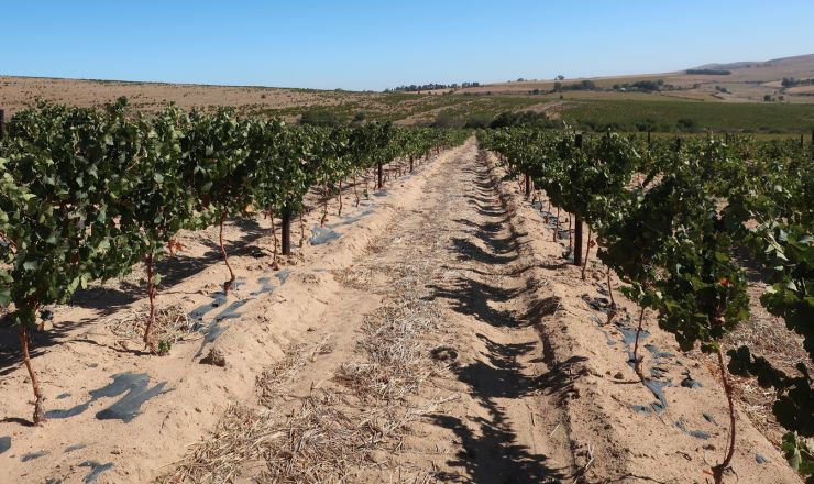 Drought tolerance of different scion cultivars Part 3