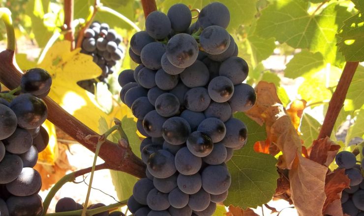 Drought tolerance of different scion cultivars Part 4