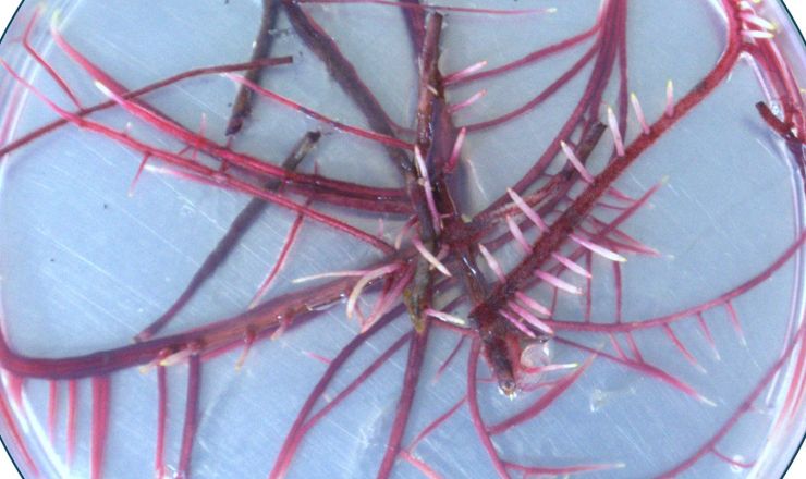 Hairy roots Featured image