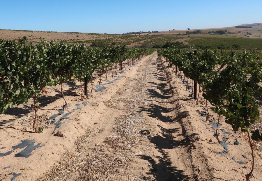 Drought tolerance of different scion cultivars Part 3