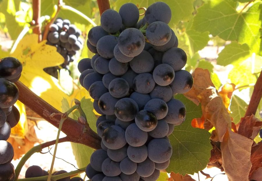 Drought tolerance of different scion cultivars Part 4