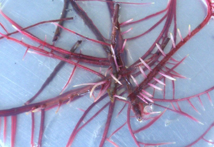 Hairy roots Featured image
