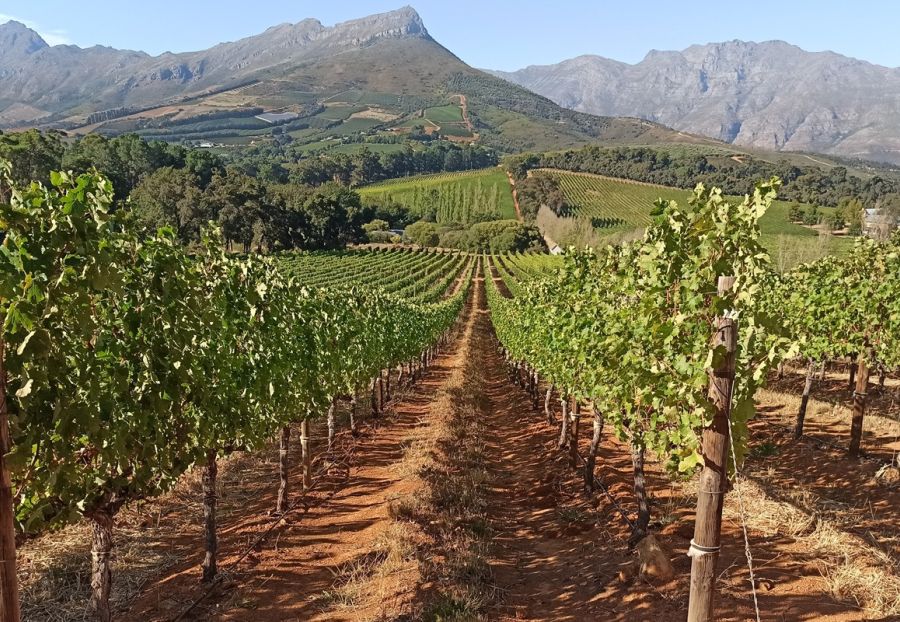 How vine water stress shapes grape wine quality