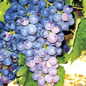 redwinecultivars_photo1_thumbnail