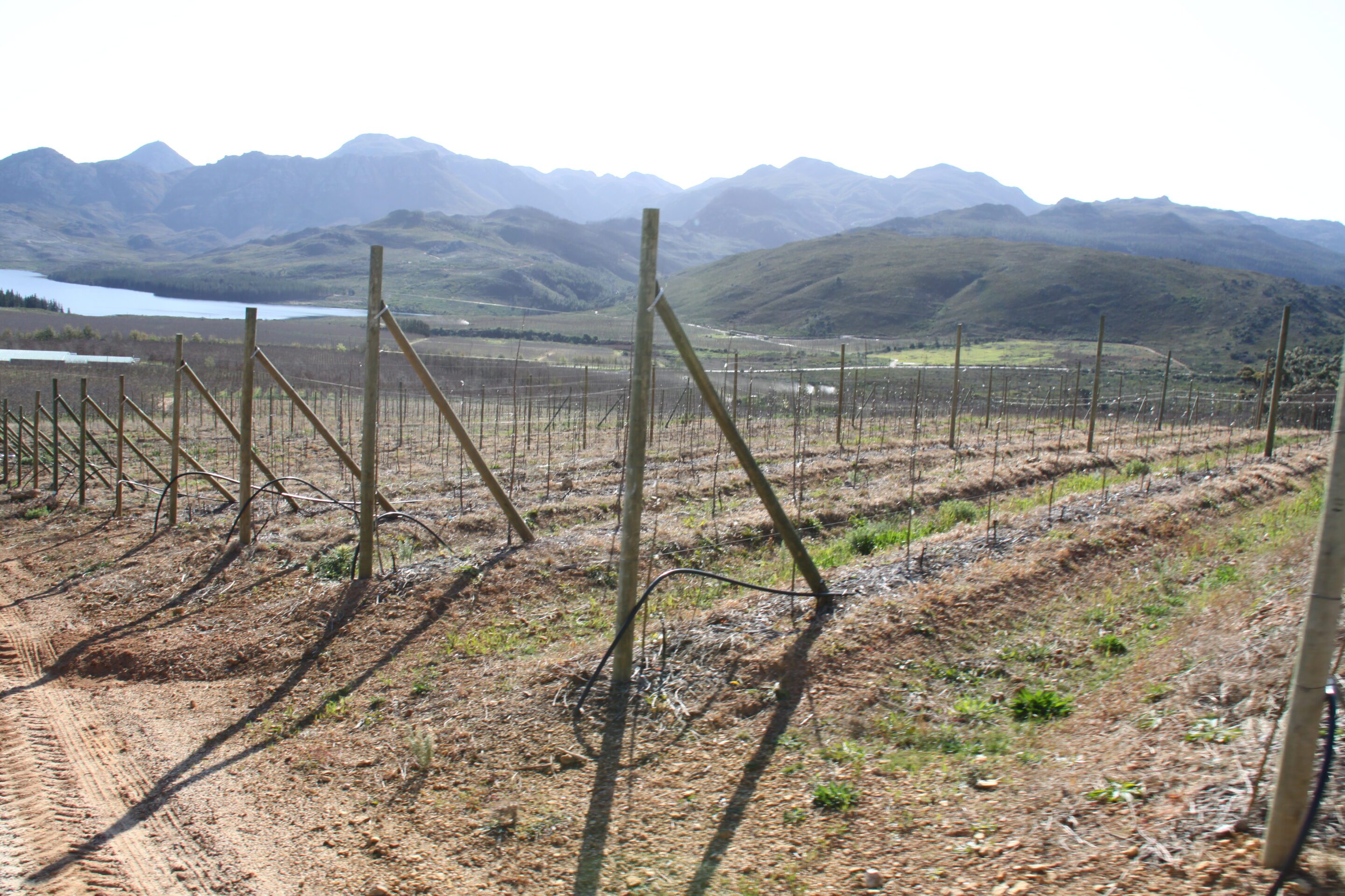 How to and for what to conduct soil mulching How to and for what to conduct soil mulching
