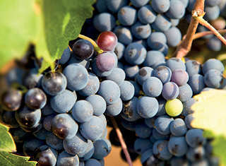 Shiraz wines made from vines with different training systems