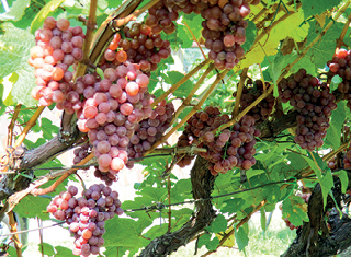 The birthplace of Gewürztraminer