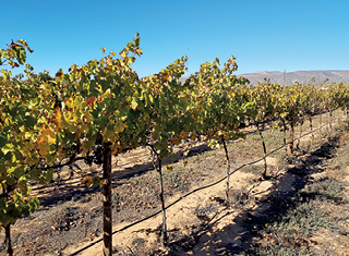 Trellising practices and trellis systems for mechanical pruning – lessons that have been learnt