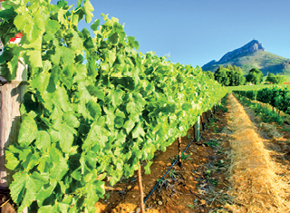 Sugars on the move through the vine