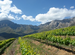 The effect of nitrogen, phosphorus and potassium fertilisation on grapevine nutrient status (Part 2)