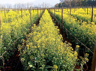 Incorrect weed management during grapevine bud break decreases grapevine performance