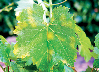 Grapevine versus pathogen – an ongoing battle