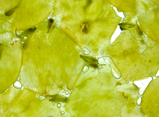 Sauvignon blanc – role of phenotypic plasticity in cultivar typicity