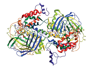 Can yeasts be used to prevent protein haze?