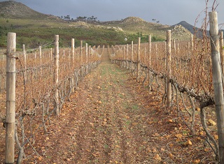 Fusion of wine, fynbos, cattle, sheep and passion
