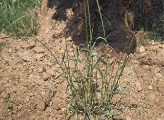 The effect of cover crops and soil management on weeds (Part 1) – ryegrass