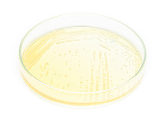 Evaluation of South African Torulaspora delbrueckii wine yeasts