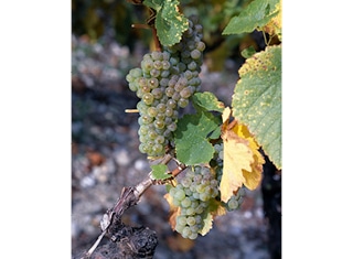 Non-Saccharomyces yeasts, MLF and Chardonnay flavour