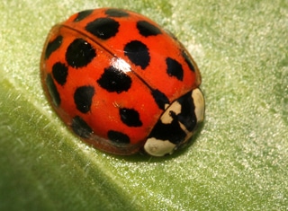 Harlequin beetle – the Waterloo for South African wines?