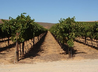 Potential water saving at high production vineyards
