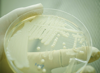 Non-culture based technologies reveal novel microbes in wine