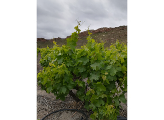 Sensing grapevine water status