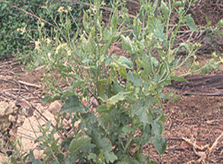 The effect of cover crops and soil management on weeds (Part 2) – wild radish