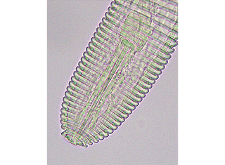 Ring nematode problem not easily solved