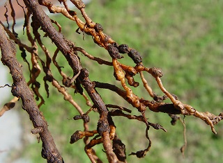 Root-knot nematodes on cover crops