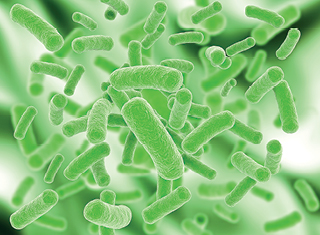 Lactobacilli – a source of enzymes for wine aroma