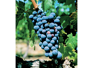 Soil type effects on Merlot wine quality in Elgin