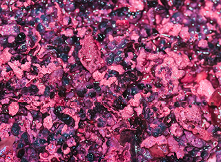 Quantification of phenolic compounds during red wine fermentation using infrared spectroscopy