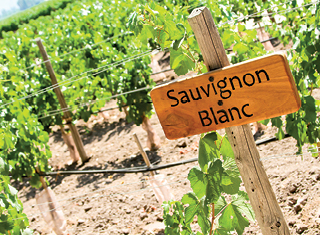 Soil type effects on Sauvignon blanc wine quality in Elgin