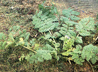 The effect of cover crops and soil management on weeds (Part 3) – musk herons bill