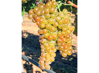 Lesser-known white wine cultivars (Part 1)