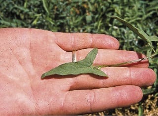 Weeds that can spread vegetatively when controlled mechanically