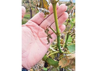 Frost damage in 2017 in the Breede River valley
