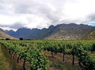Carbon isotope discrimination in vineyards