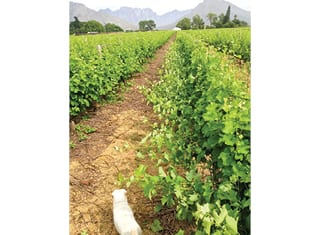 The Smart-Dyson trellis system for grapevines