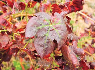 Proving the aetiology of two important grapevine viral diseases remains a challenge