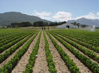 Can young vines be protected against leafroll infection by applying systemic insecticides in the nursery?