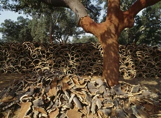 The future of natural cork as bottle closure