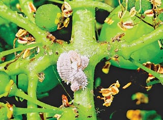 Monitoring vine mealybug and its parasitoids