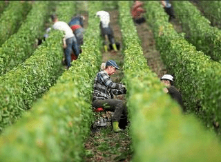 Champagne and Alsace regions follow Germany with early 2018 harvest