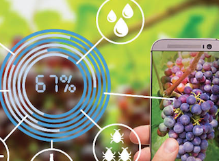 WineTech and LaunchLab introduce SA Wine Industry Innovation Challenge