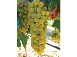 Lesser-known white wine cultivars (Part 2)