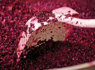 YAN survey of South African grape musts (Part 1)